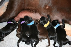 Kokie's 3rd littler of puppies