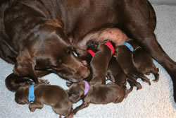 Kokie and Storm's 2nd litter