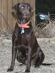 "Kokie" Cola Hunter, Chocolate Labrador Female